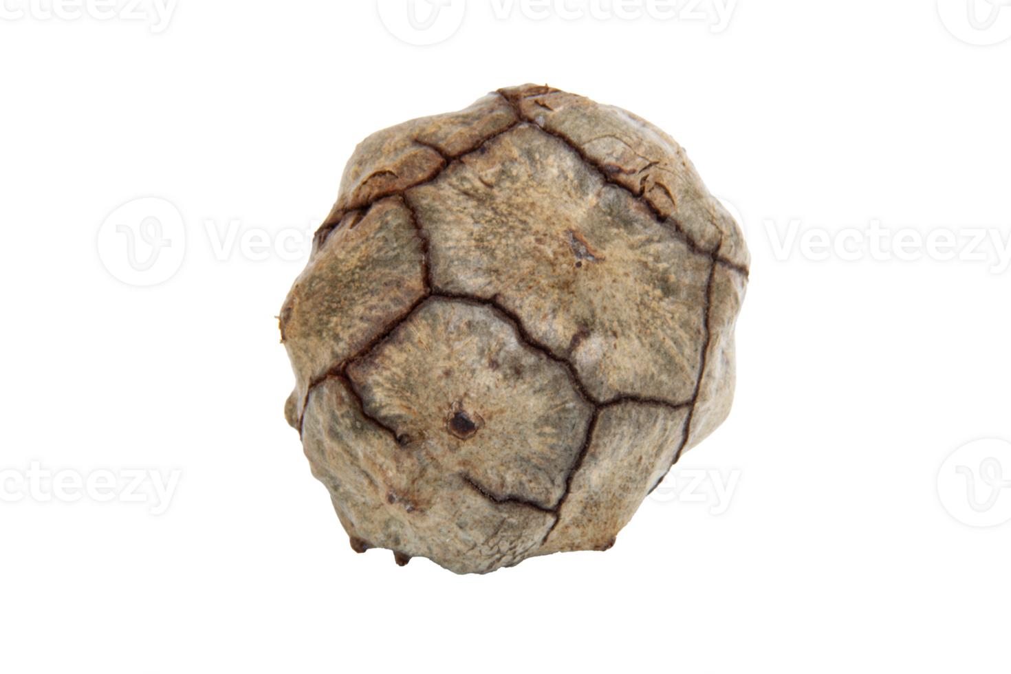 Dried cones of evergreen cypress without background. Isolate. For text. png