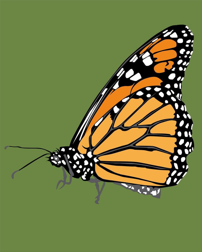 illustration of an orange butterfly with black lines and white spots vector