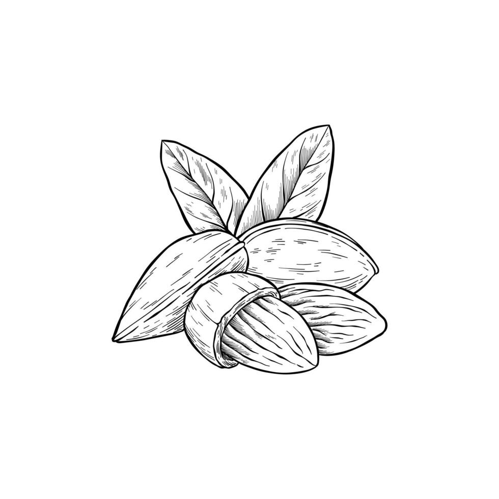 hand drawn black and white illustration of almonds vector