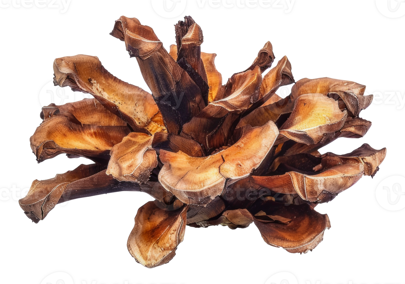 A large brown pinecone with many branches - stock .. png