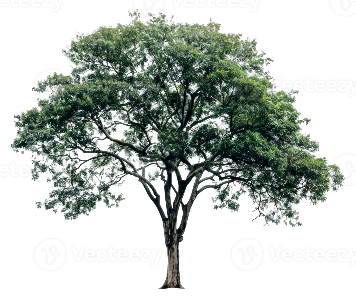 A large tree stands alone - stock .. png