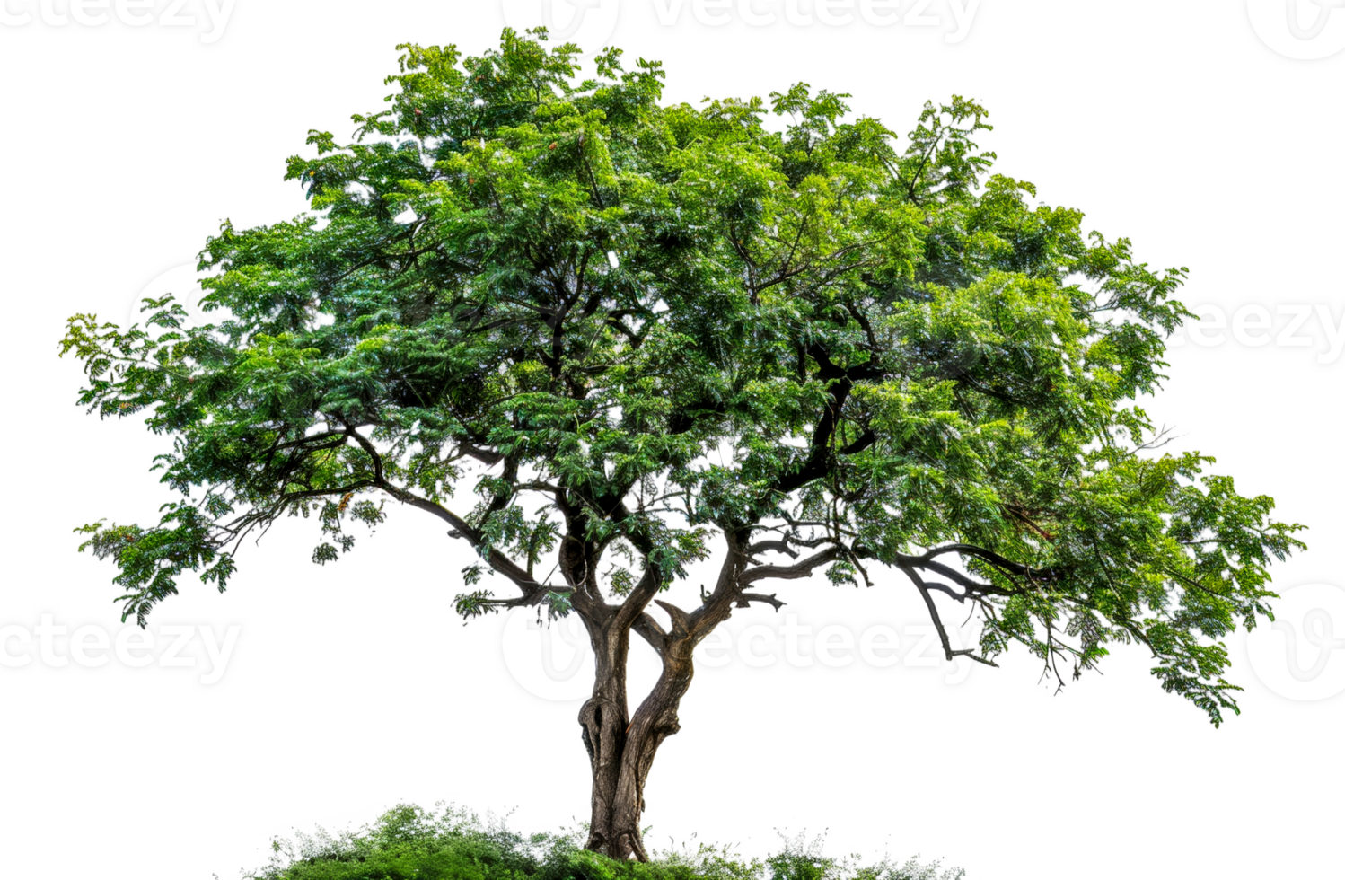A large tree with green leaves stands alone - stock .. png