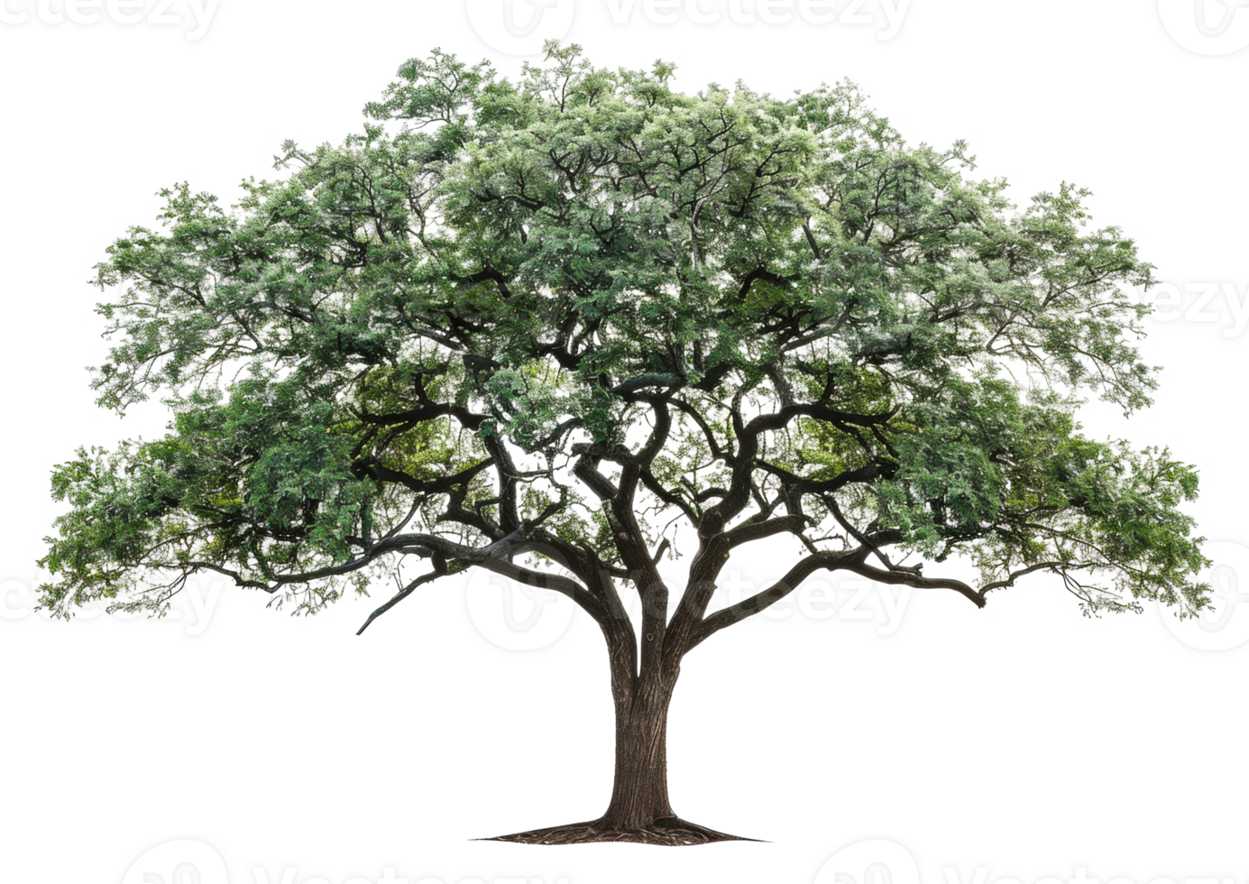 A large tree with green leaves and a brown trunk - stock .. png
