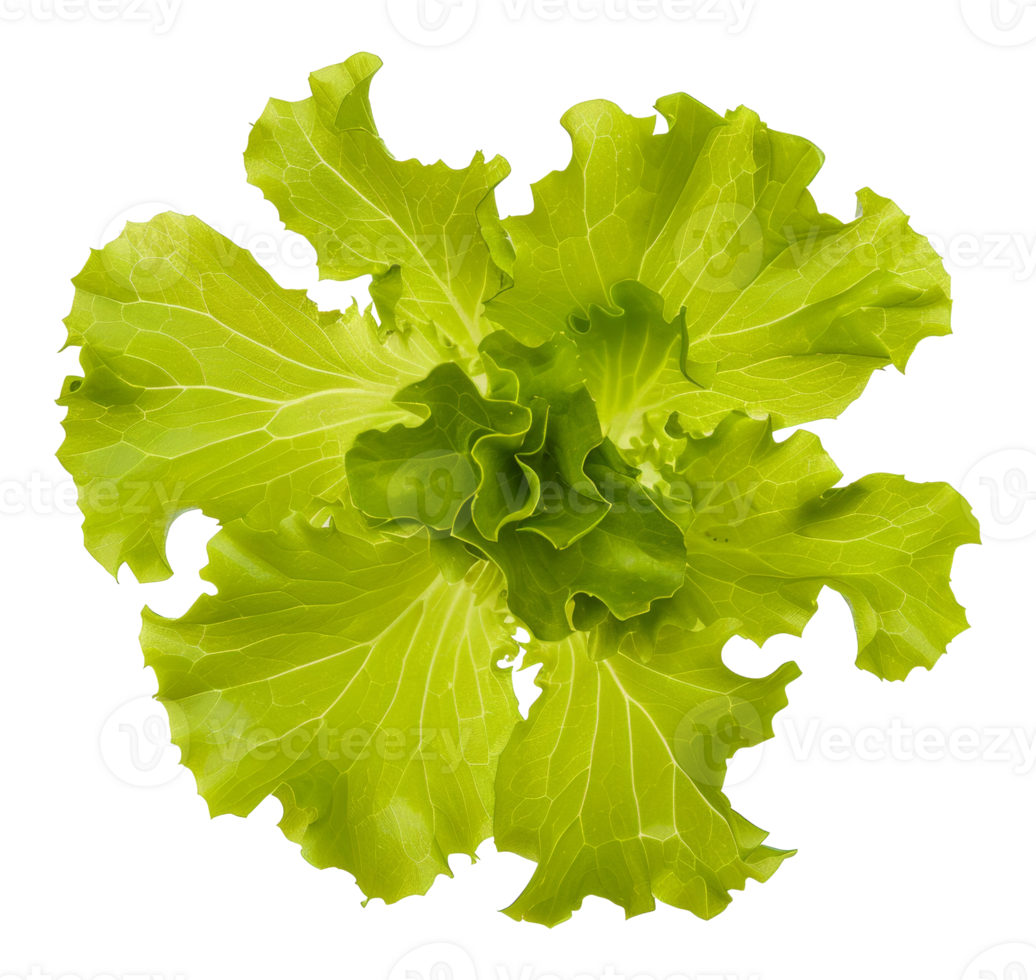 A green leafy vegetable with a lot of veins - stock . png