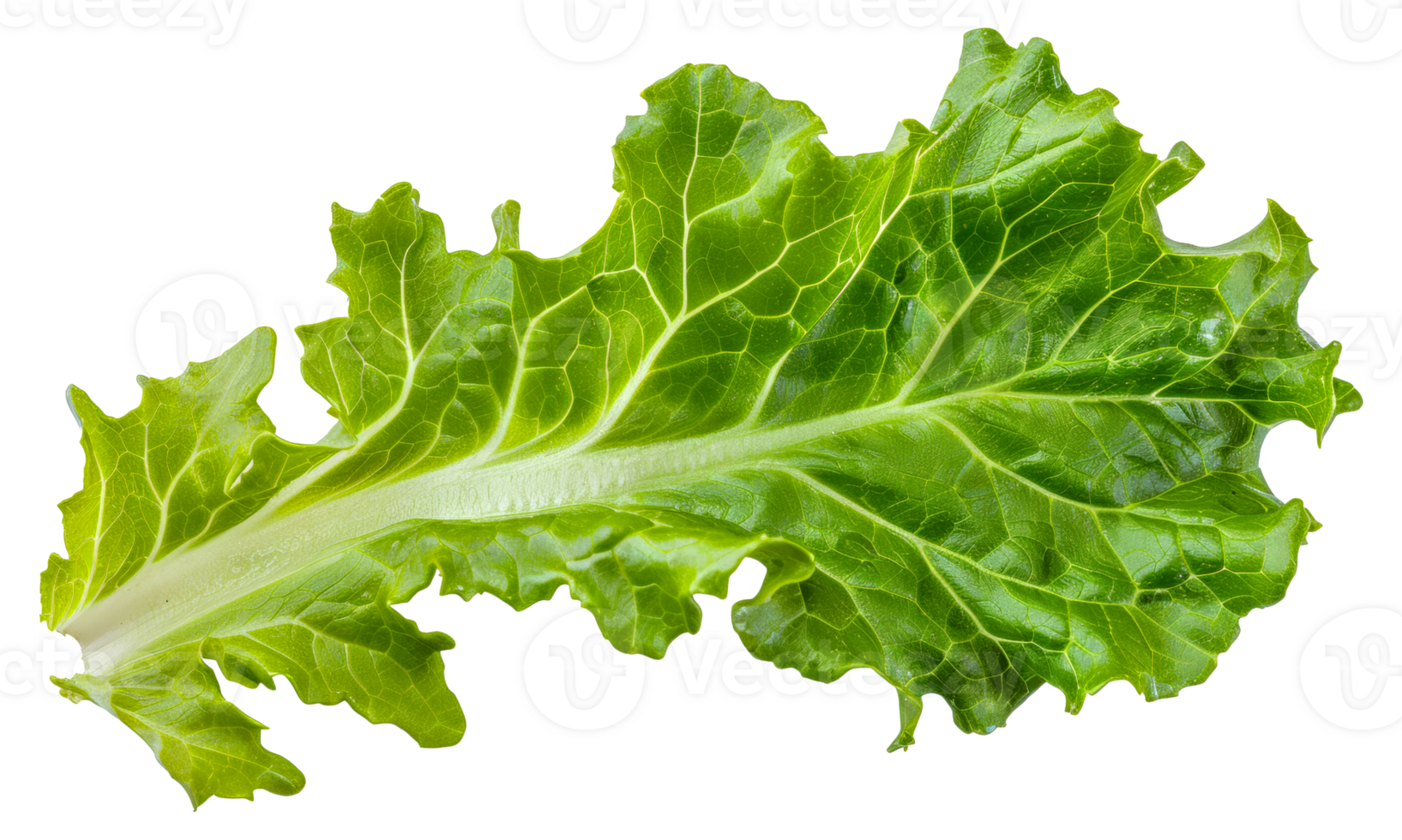 A leafy green vegetable with a stem - stock .. png