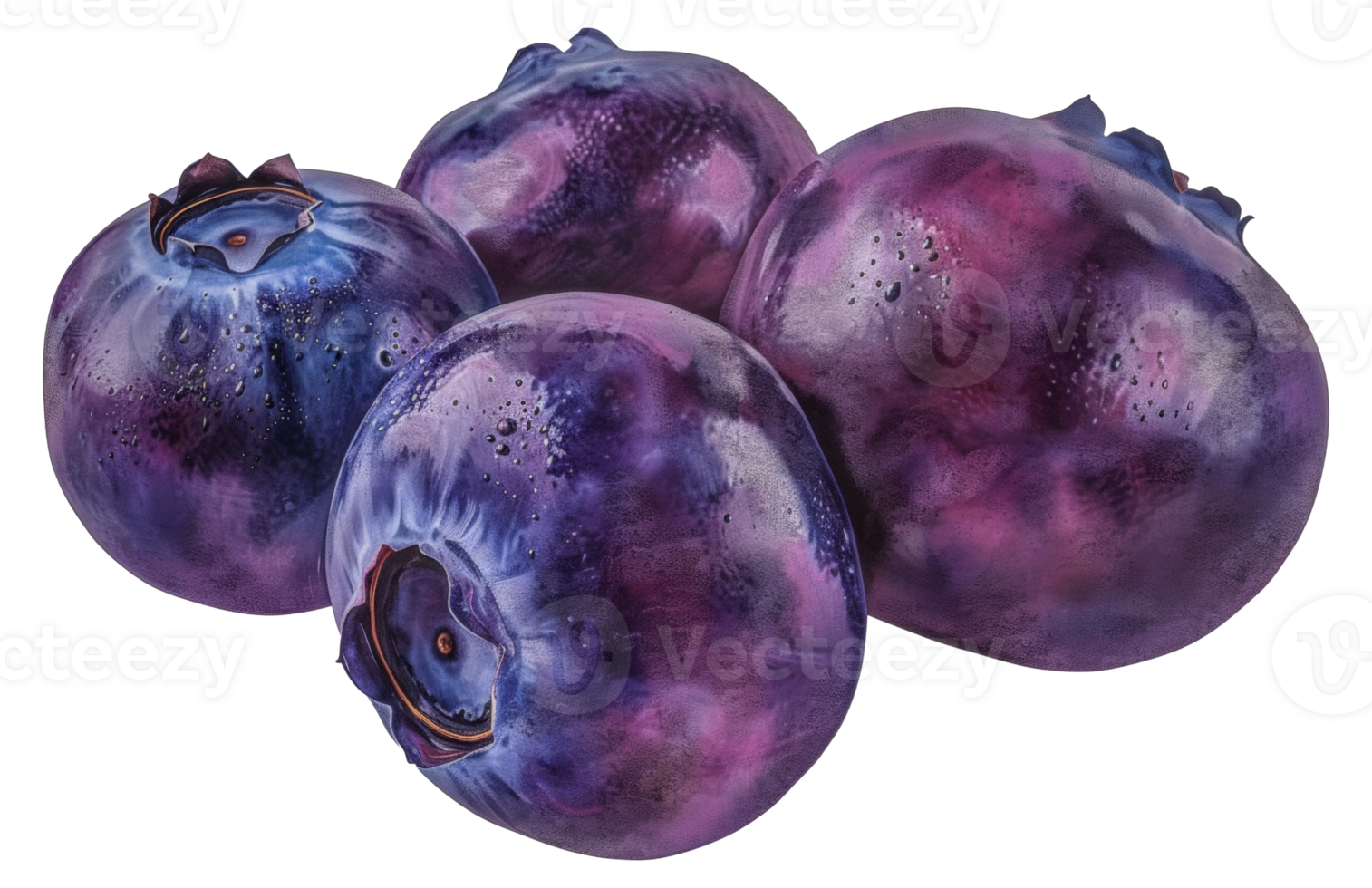 Four purple berries with a blue stem - stock .. png