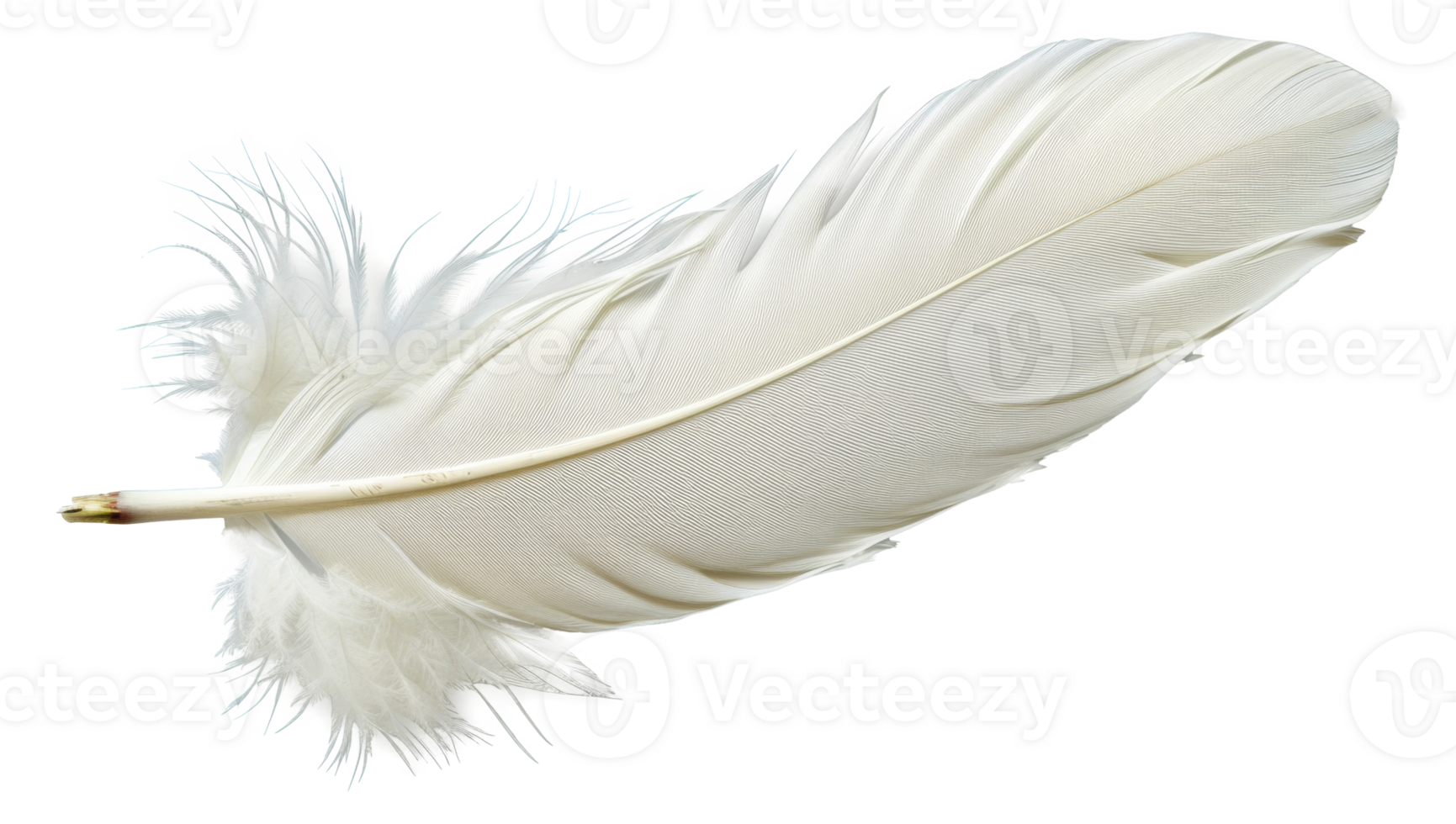 A white feather with a brown tip - stock .. png