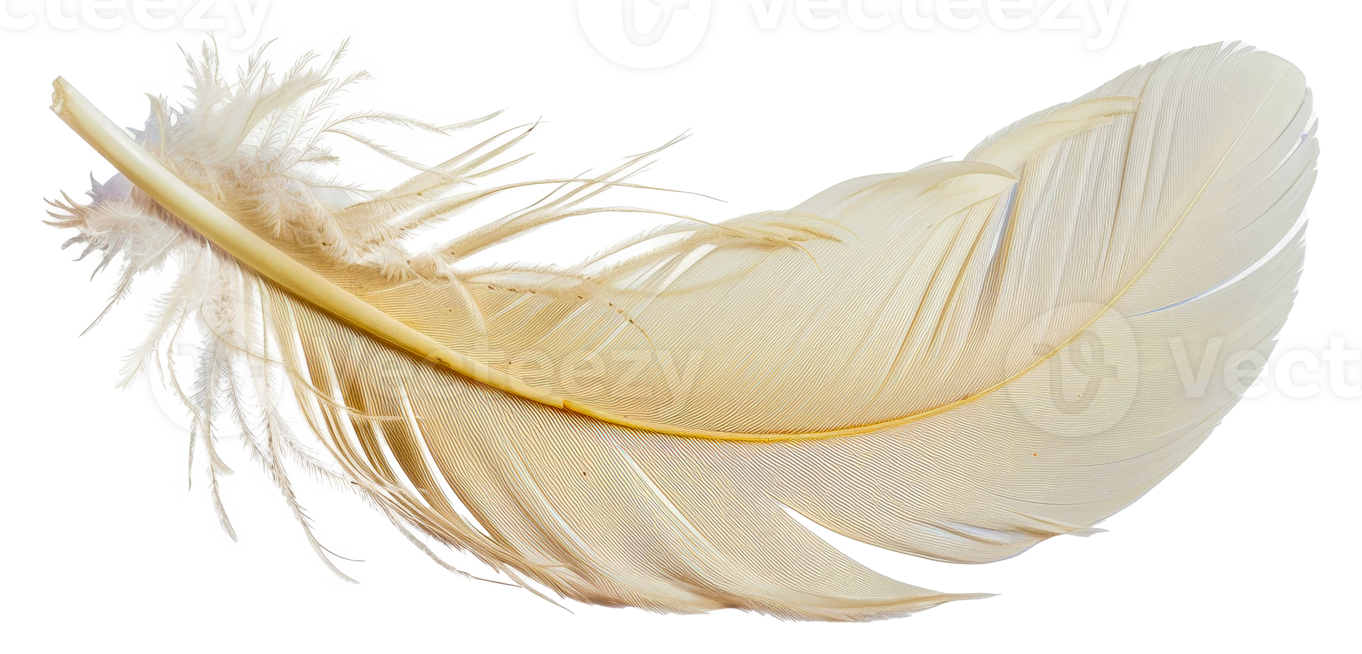 A feather is shown in a close up, with its tip pointing to the right - stock .. png