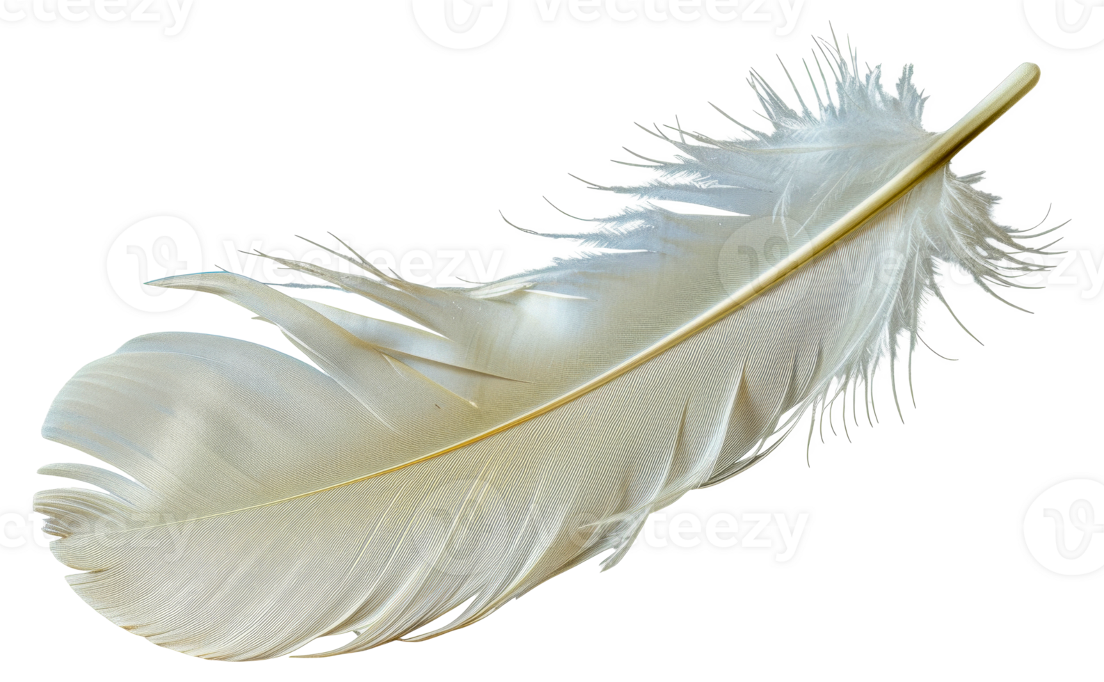 A feather is shown - stock .. png
