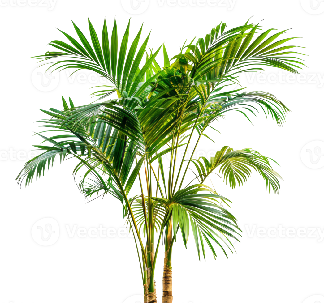 A tall palm tree with green leaves - stock .. png