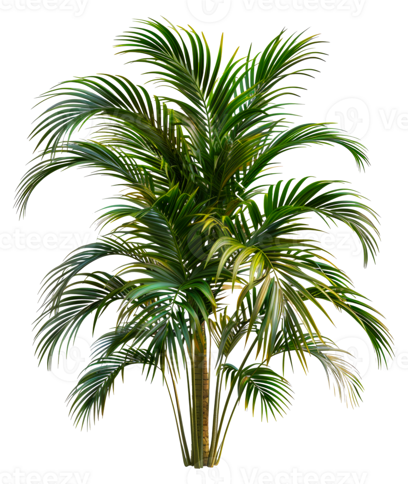 A tall palm tree with green leaves - stock .. png