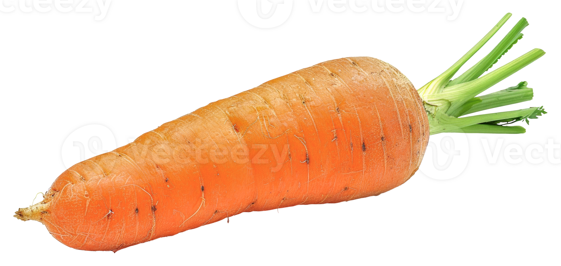 A carrot is shown in its natural form, with its green top and orange root - stock .. png