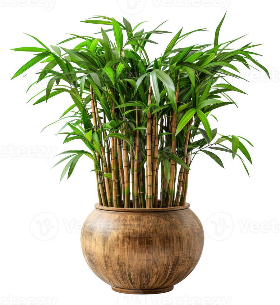 A large potted plant with many green leaves sits in a brown ceramic pot - stock .. png