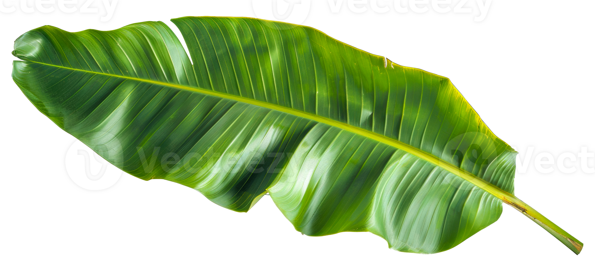 A leafy green banana leaf is shown in full color - stock .. png