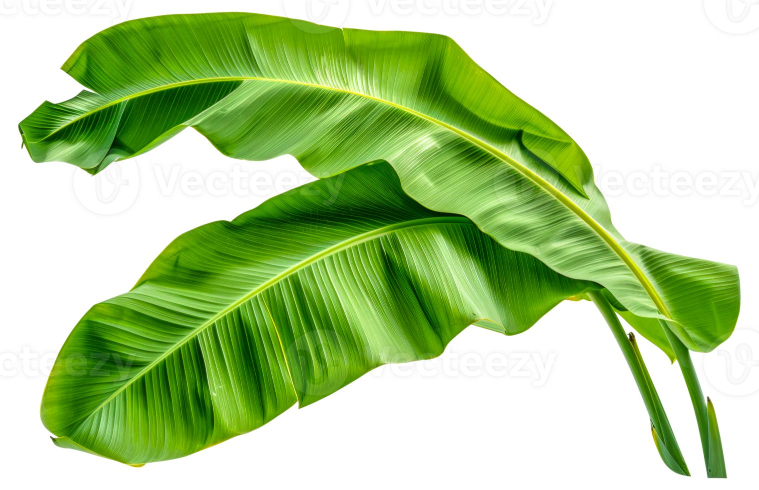 zwei Grün Blätter von ein Banane Pflanze - - Lager .. png