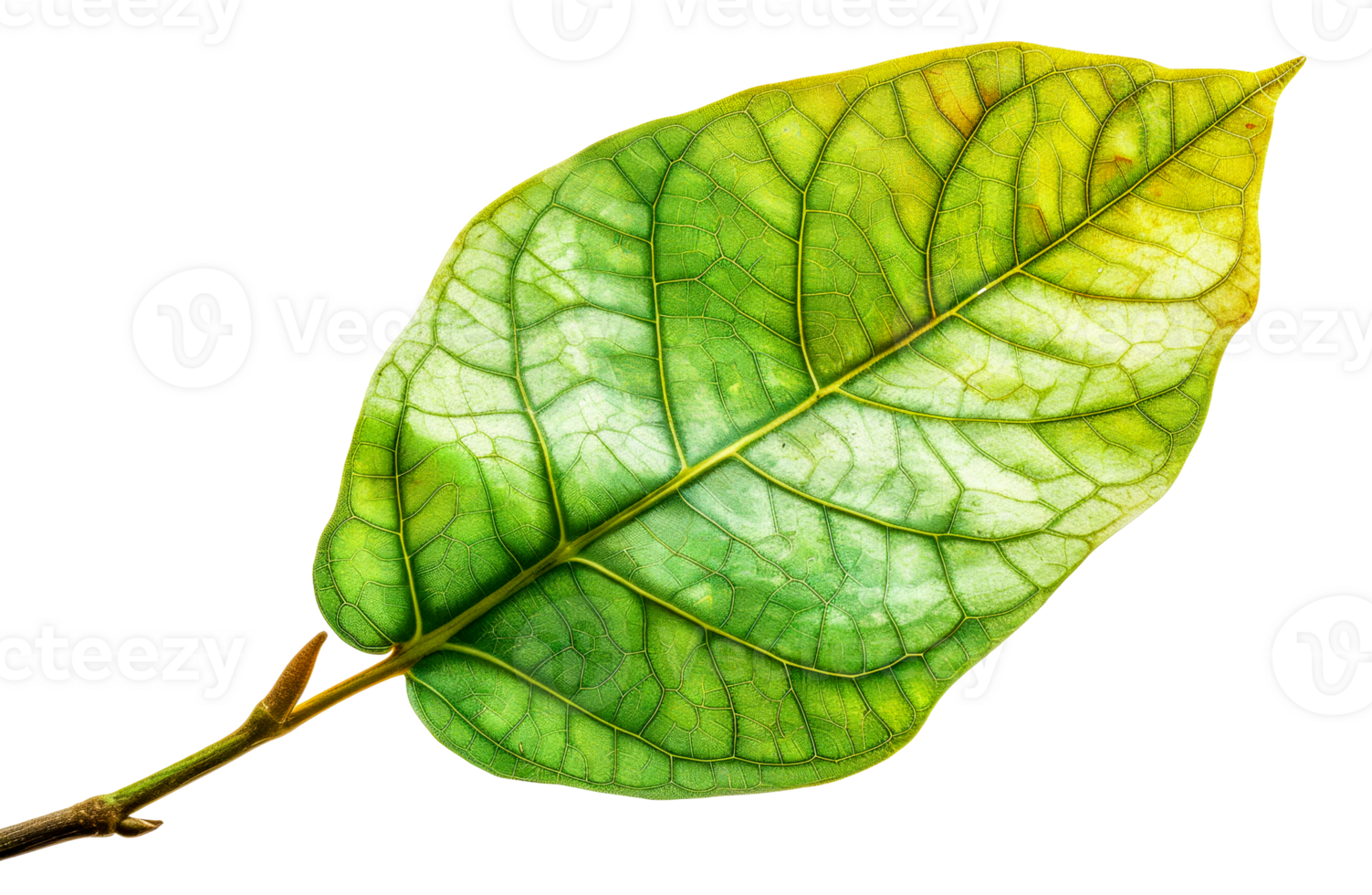 A leaf is shown in a close up, with the veins - stock .. png