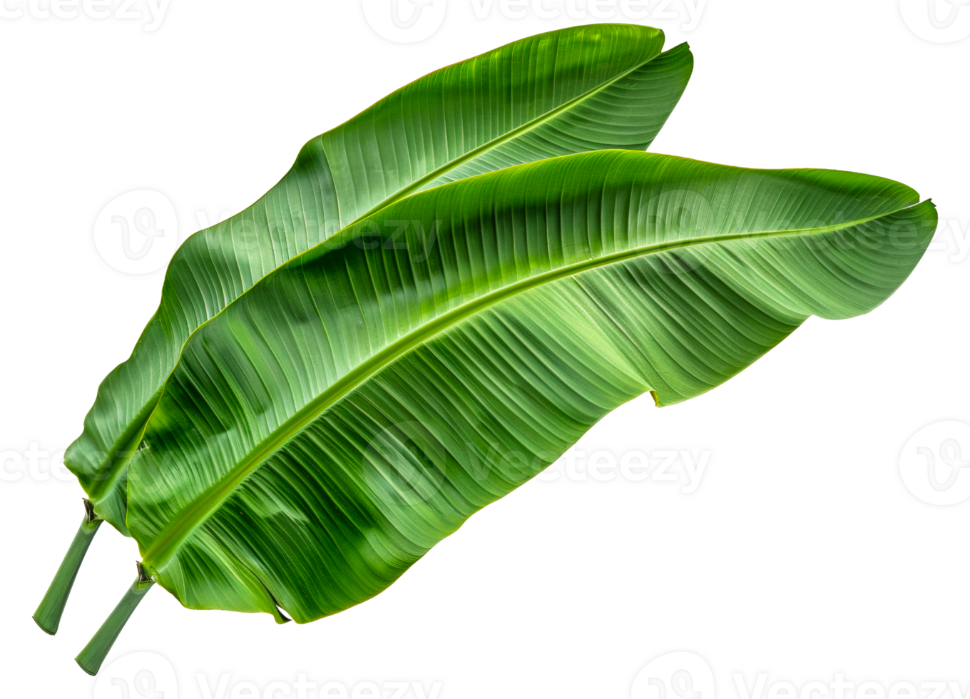 Two green leaves of a banana plant - stock .. png
