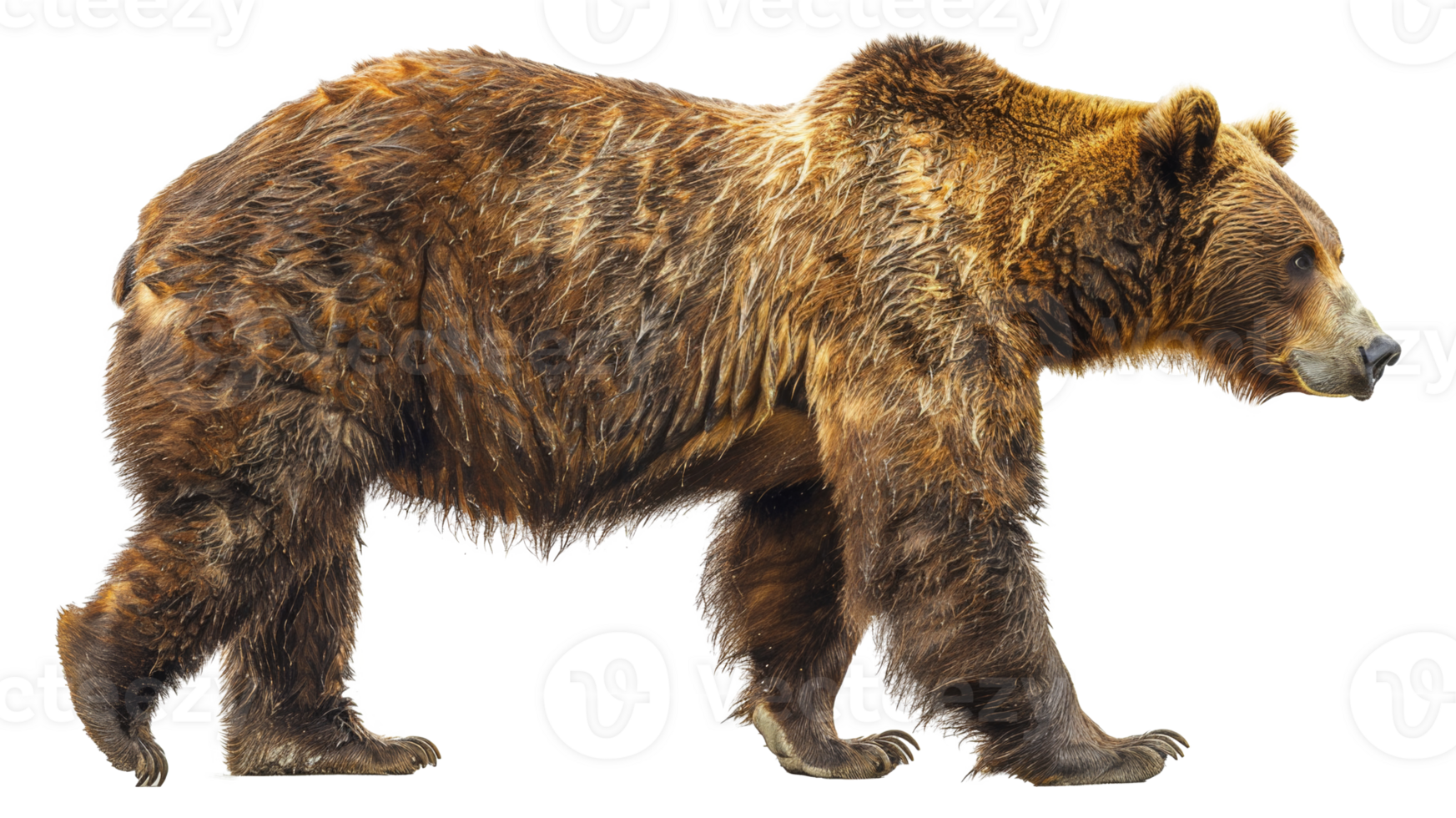 A bear walking - stock .. png