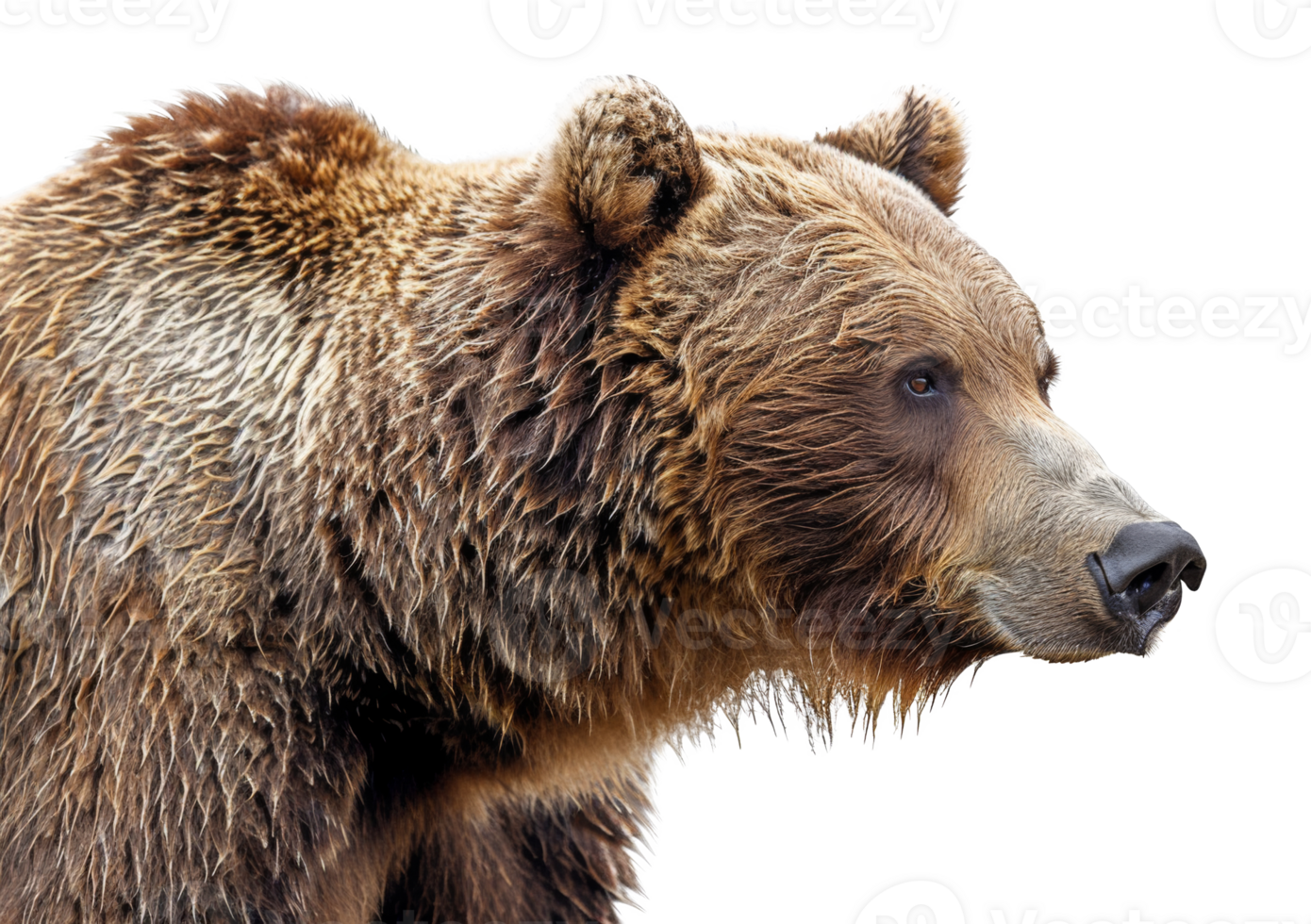 A bear with a wet face and fur - stock .. png