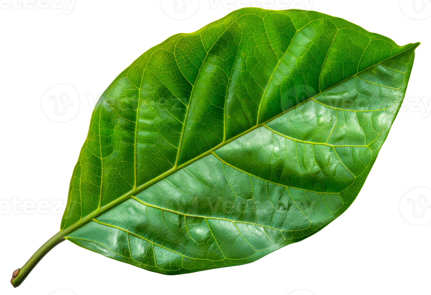 A leaf is shown in its natural form, with a green color - stock .. png