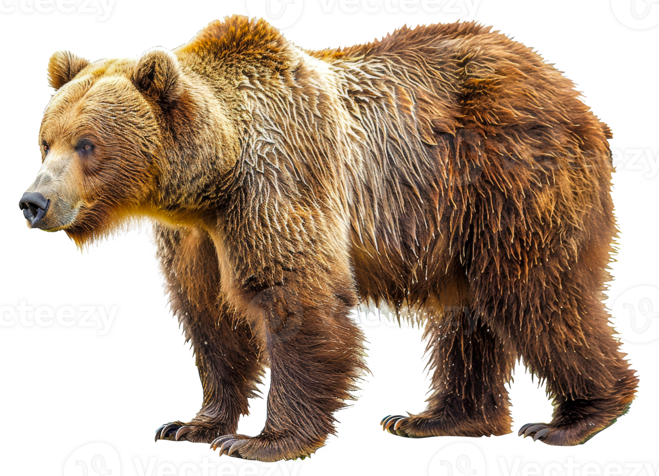 A brown bear - stock .. png