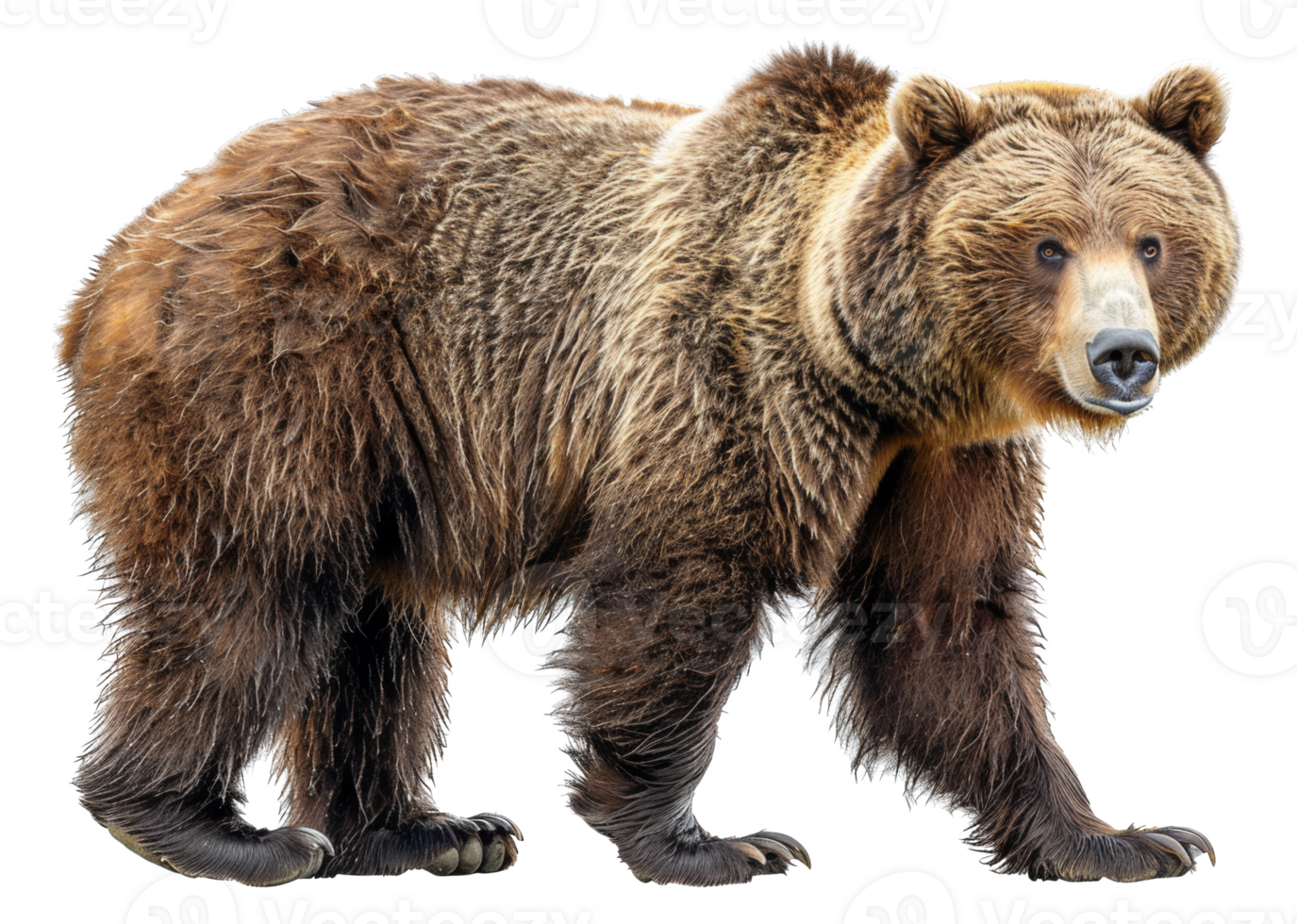 A large brown bear is walking - stock .. png