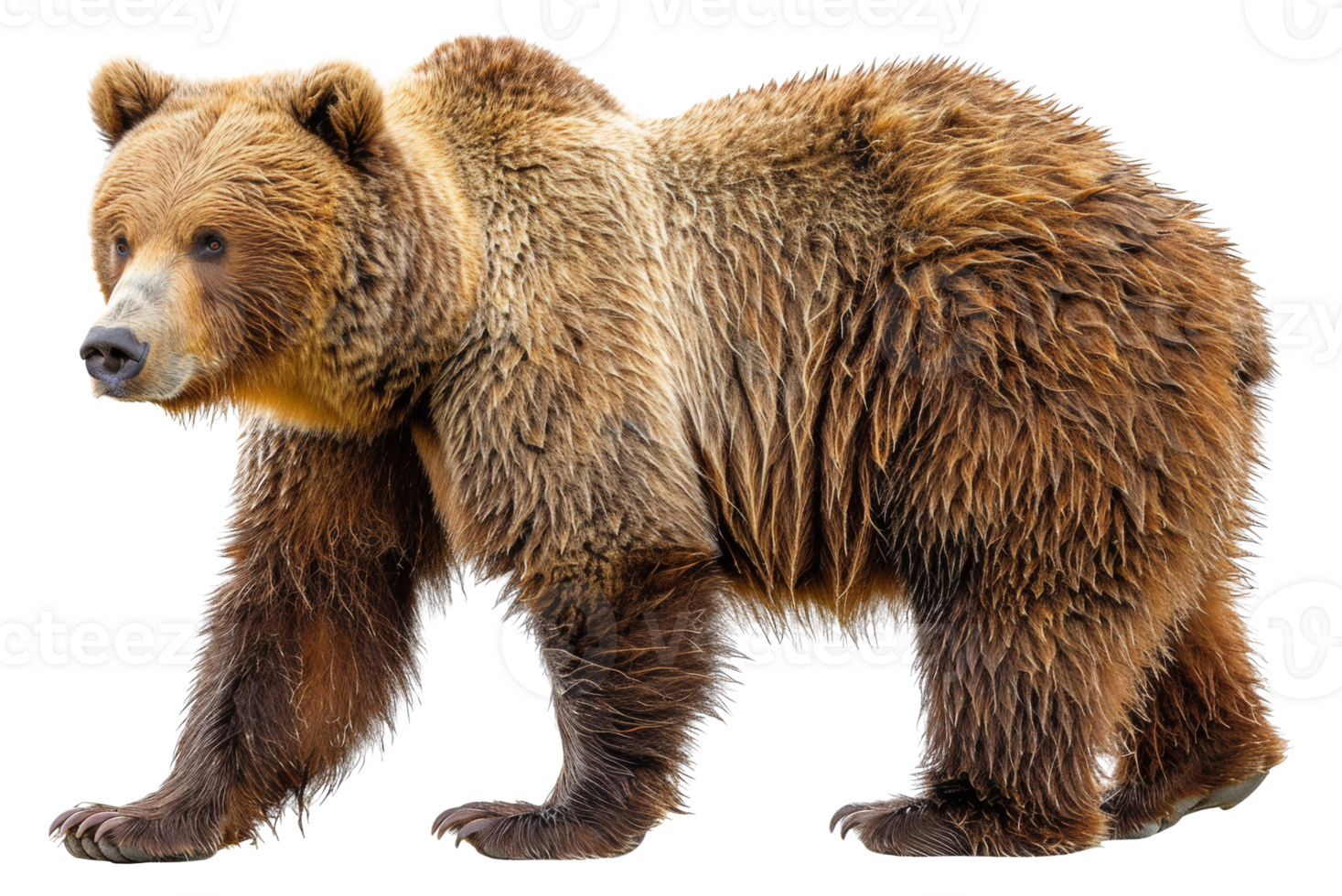 A brown bear with a wet coat walks across - stock .. png