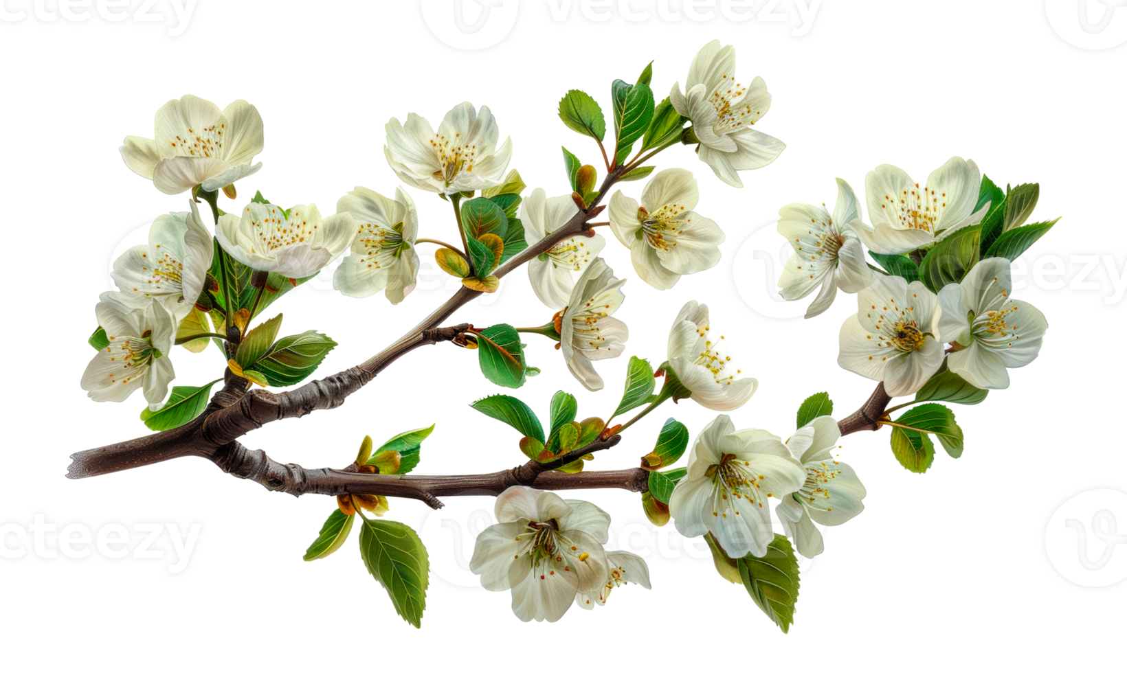 Cherry Blossoms Branch, cut out - stock .. png