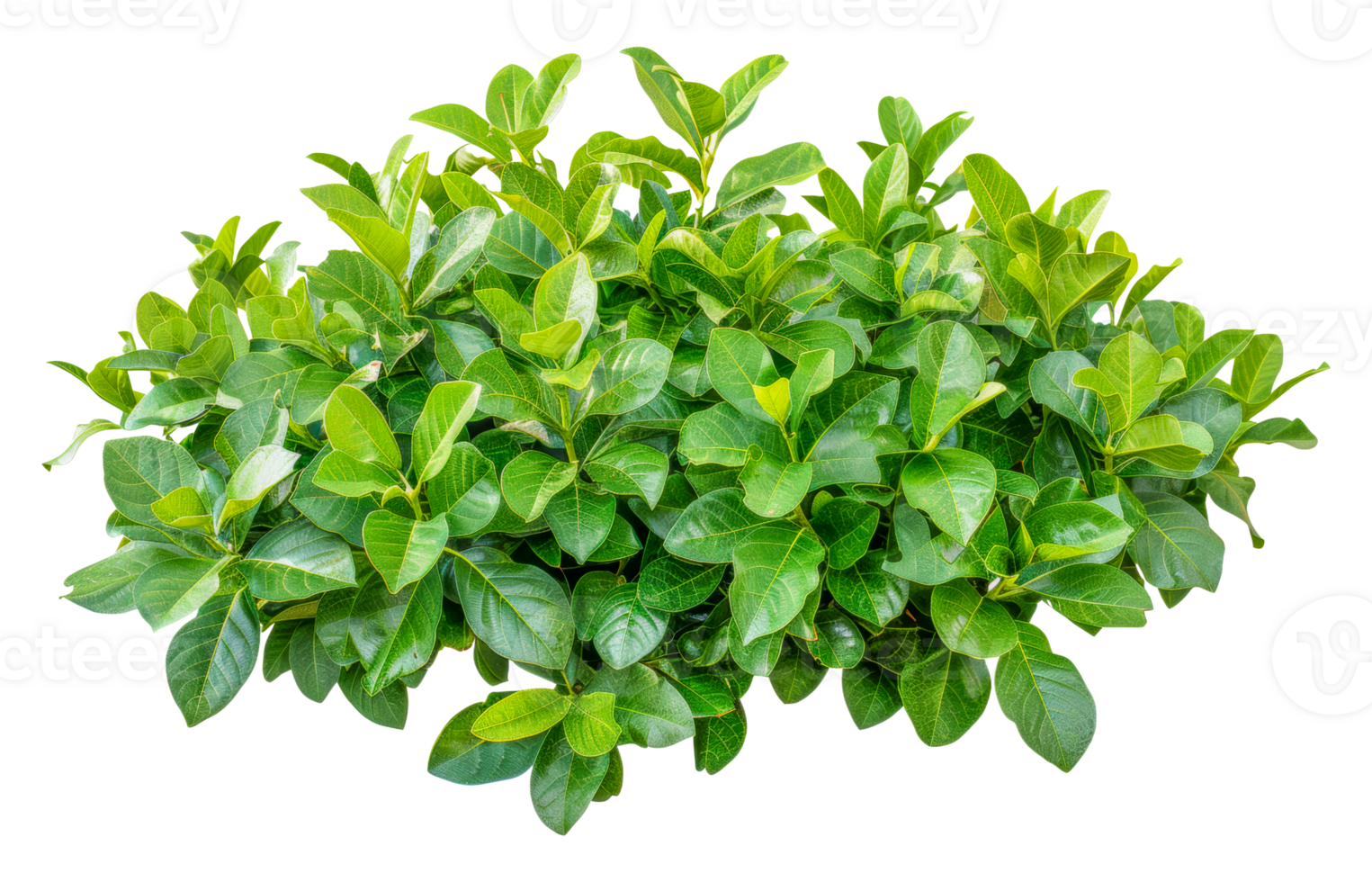 Lush Green Foliage, cut out - stock .. png