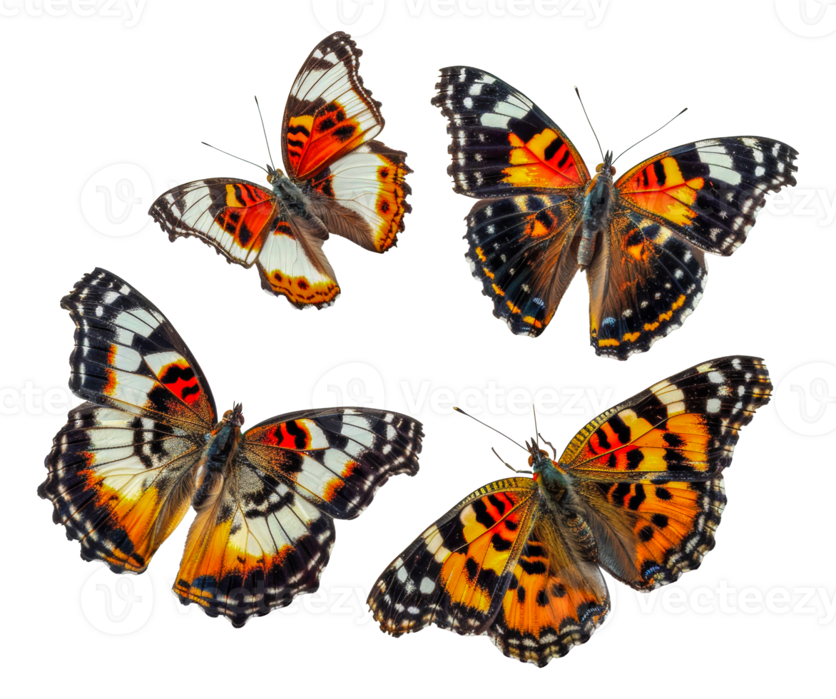 Four butterflies with orange and white wings - stock .. png