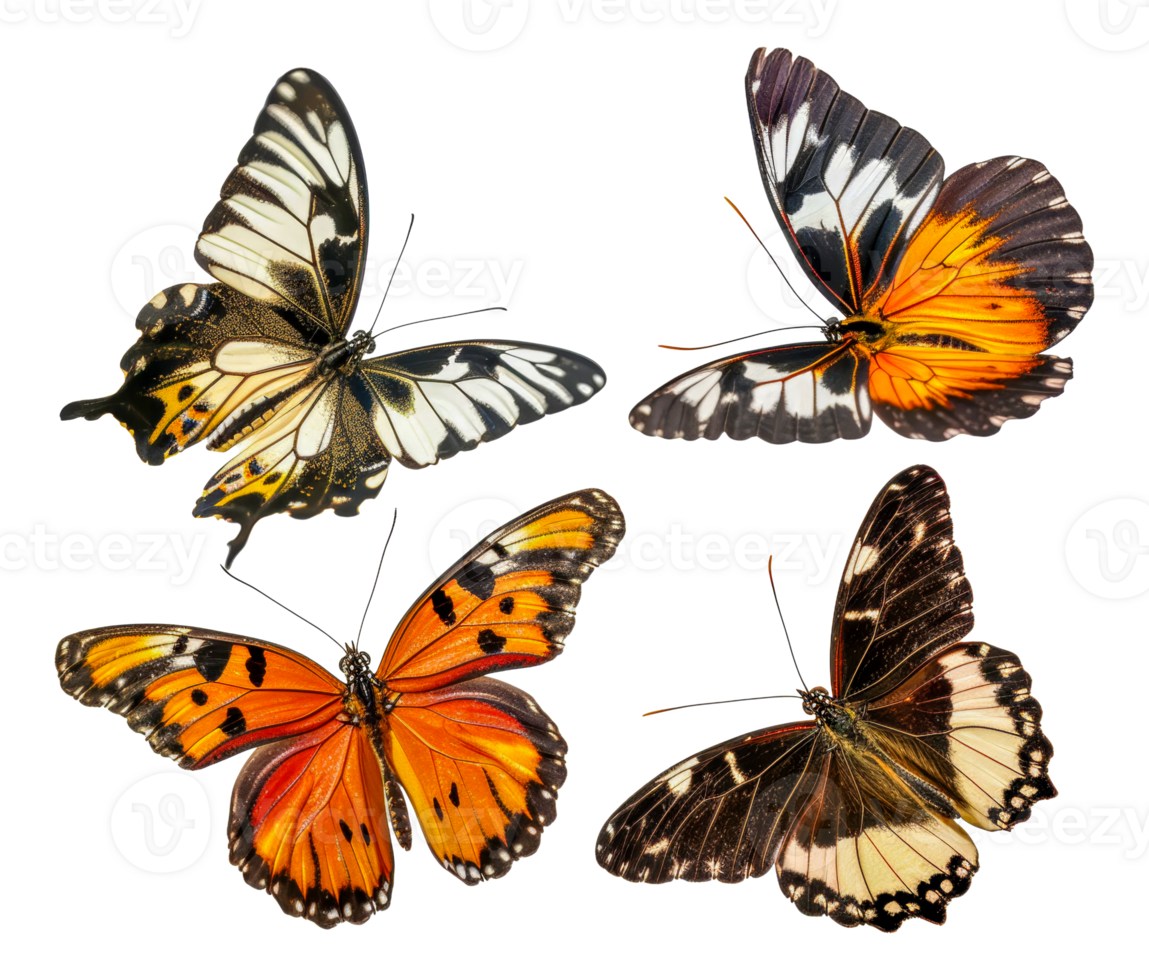 Four butterflies of different colors and patterns are flying in the air - stock .. png