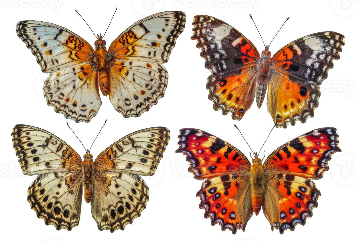 Four different colored butterflies are shown in a row - stock .. png