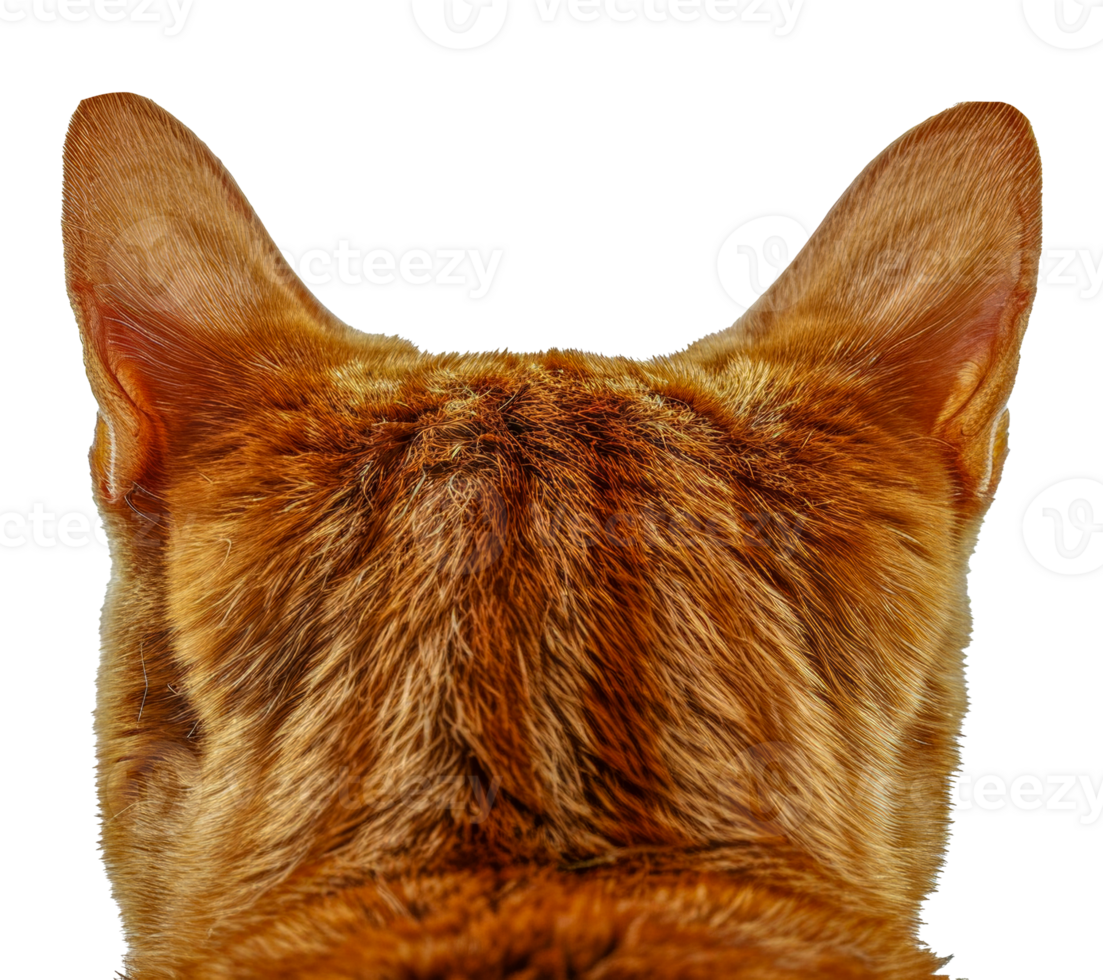A cat's head is shown from the back, with its ears and fur visible - stock .. png