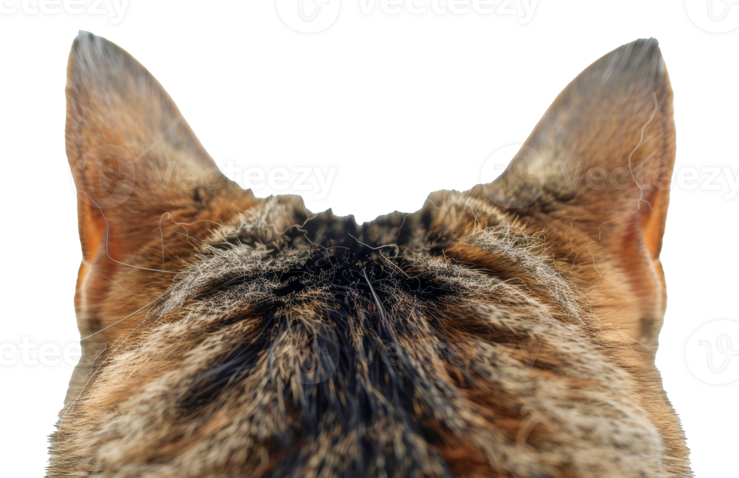 A cat's ear is shown from the side, with the fur and texture of the ear visible - stock .. png