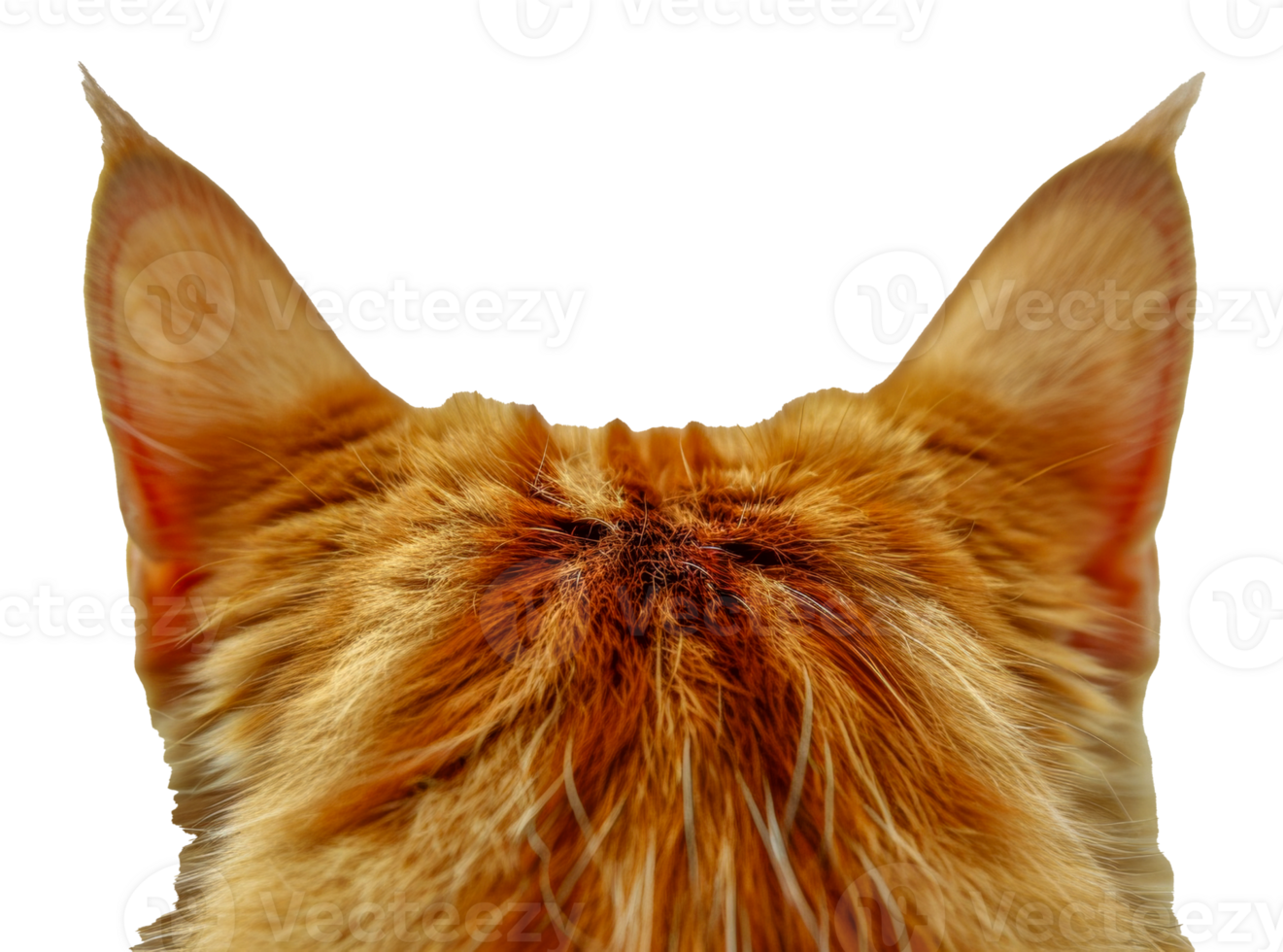 A cat's ear is shown in a close up - stock .. png