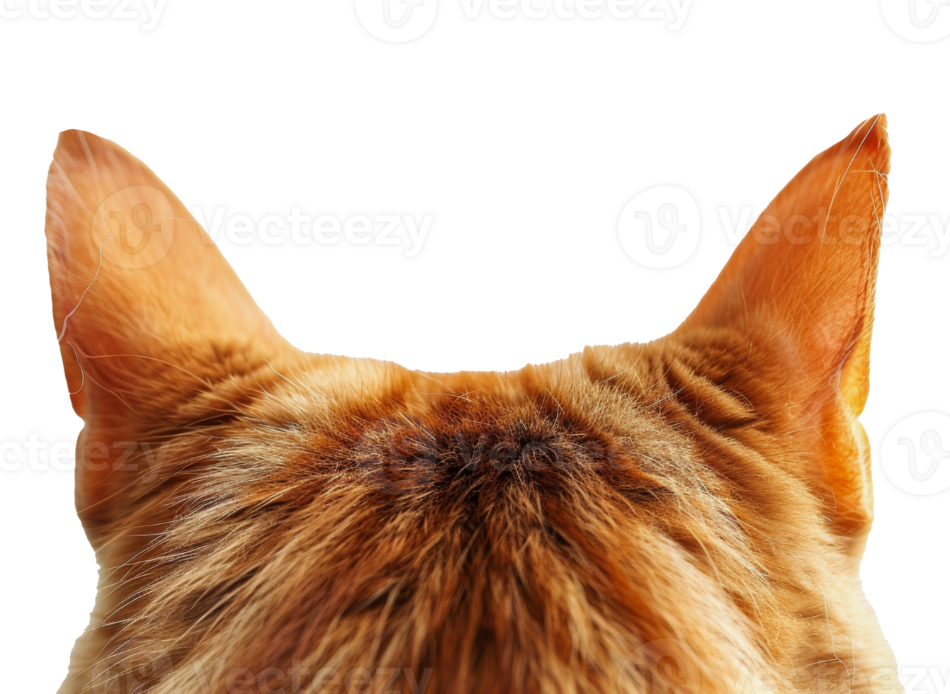 A cat's ear is shown from the side, with the fur visible - stock .. png