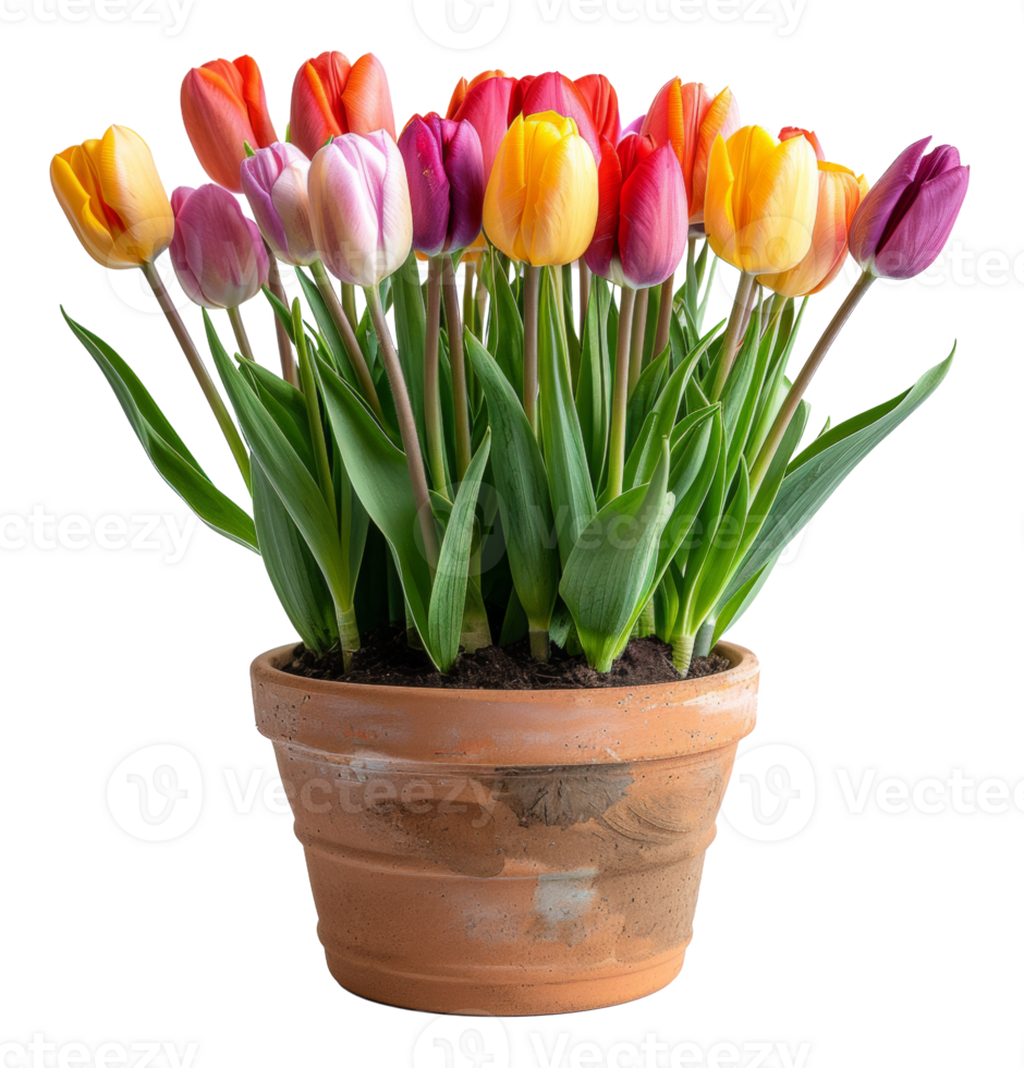 Potted multicolored tulips blooming in terracotta pot on transparent background - stock .. png
