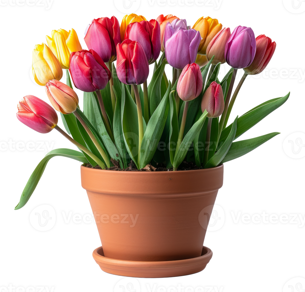Colorful tulips in terracotta pot on transparent background - stock .. png