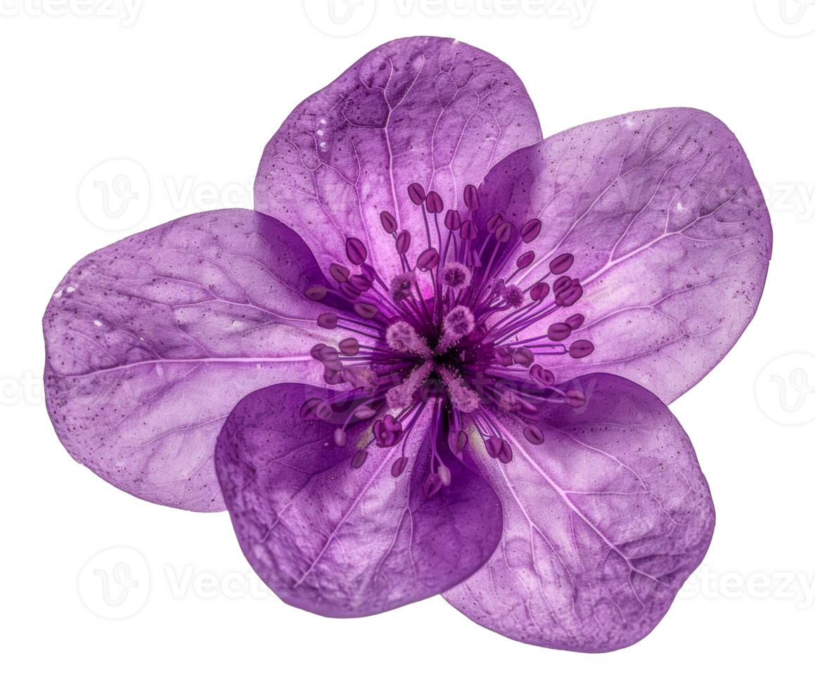 A close up of a purple flower - stock .. png