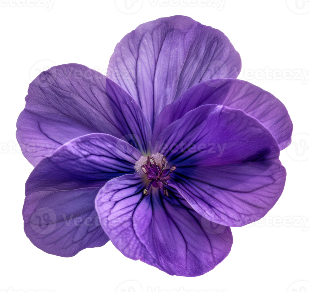 A purple flower with a purple center and purple petals - stock . png