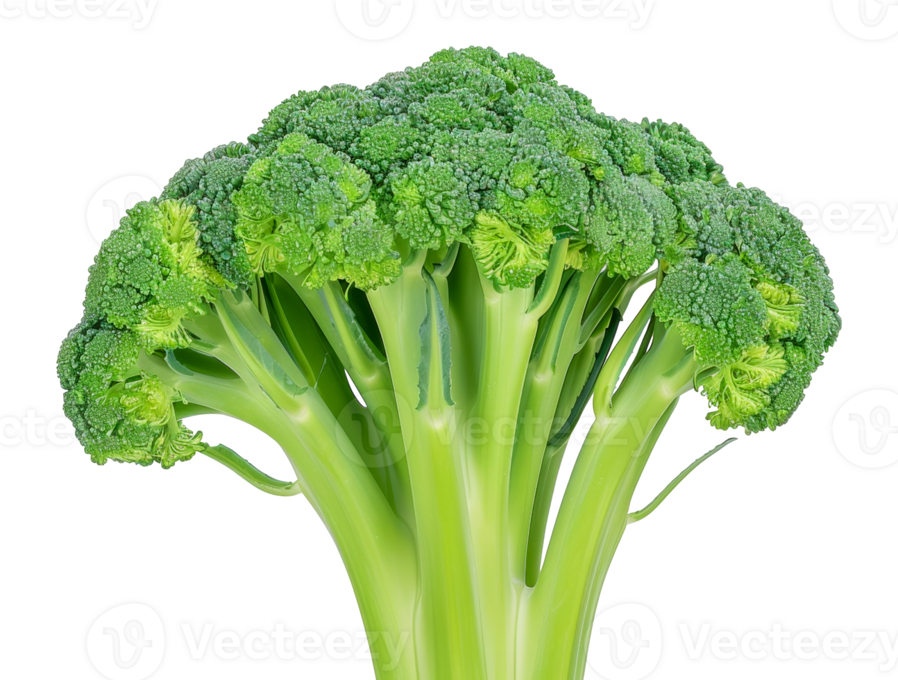 A large head of broccoli with green stems and leaves - stock .. png