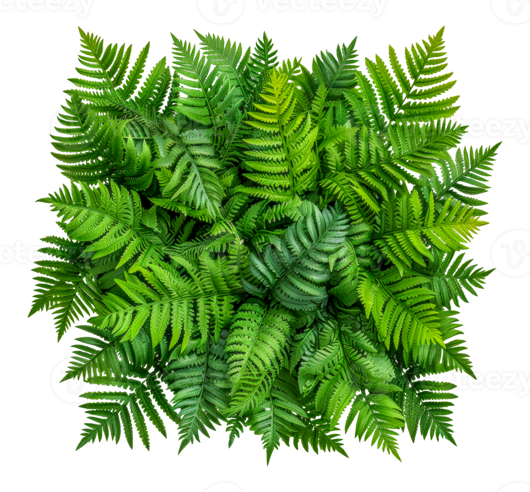 A large green plant with many leaves is the main focus of the image - stock .. png