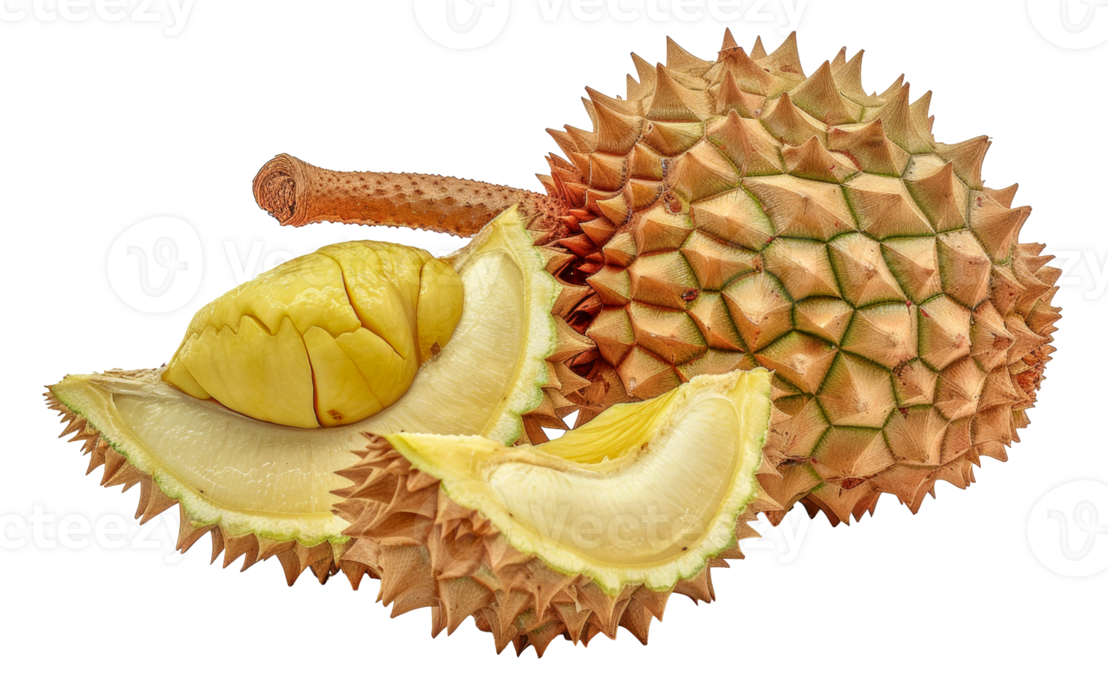 A piece of fruit with a lot of spikes on it - stock .. png