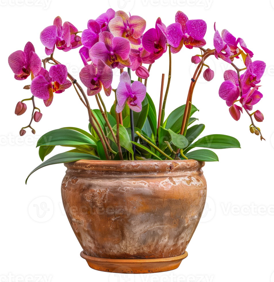 A vase of pink and white orchid flowers - stock .. png