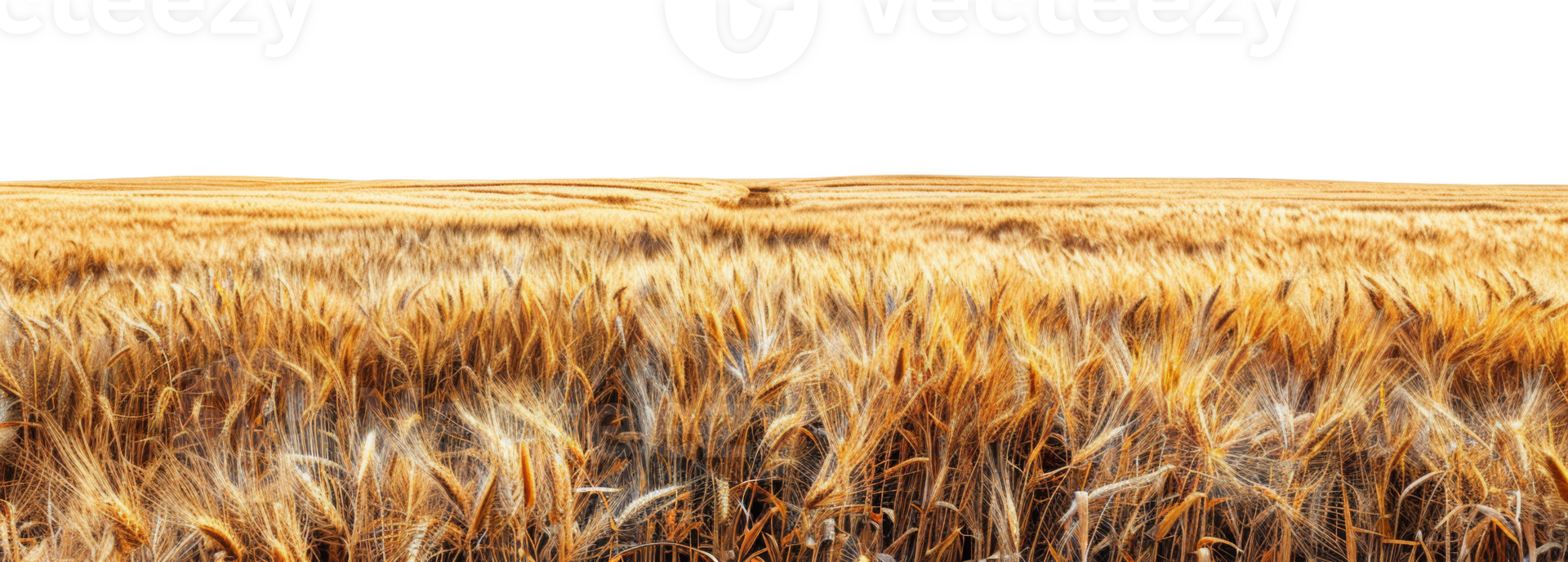 Lush golden wheat field under open sky, cut out - stock .. png