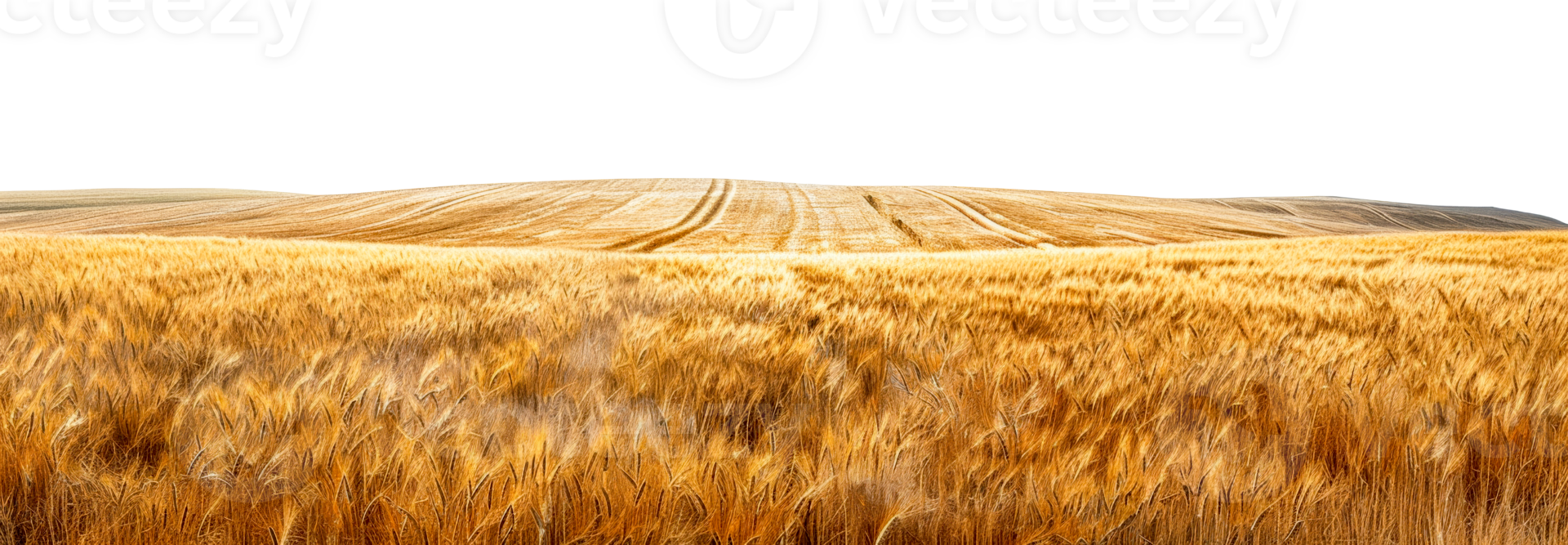 Lush golden wheat field under open sky, cut out - stock .. png