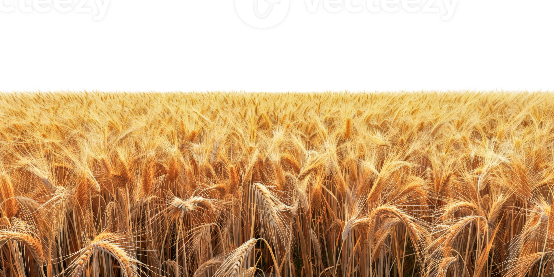 Lush golden wheat field under open sky, cut out - stock .. png