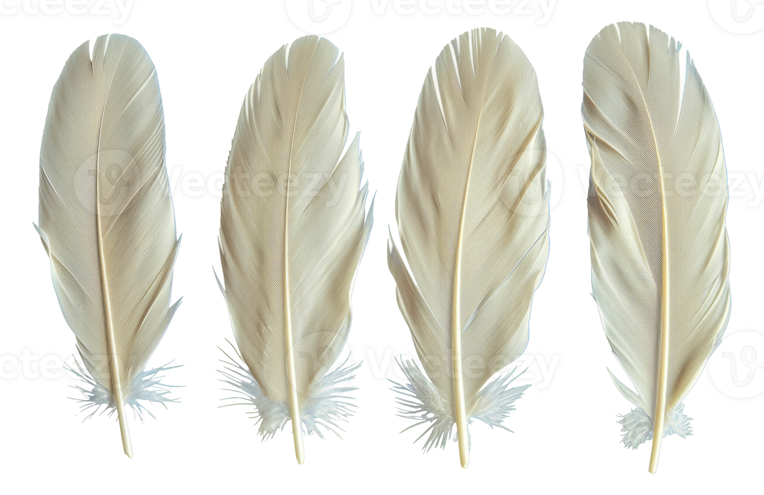 Four white feathers are shown in a row, each with a different length - stock .. png