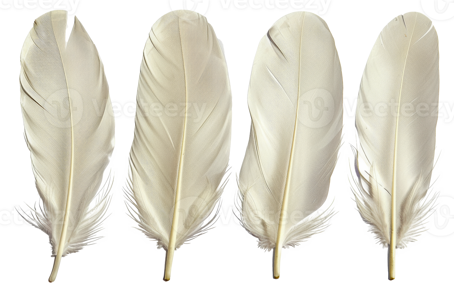 Four white feathers are shown in a row, each with a different length - stock .. png