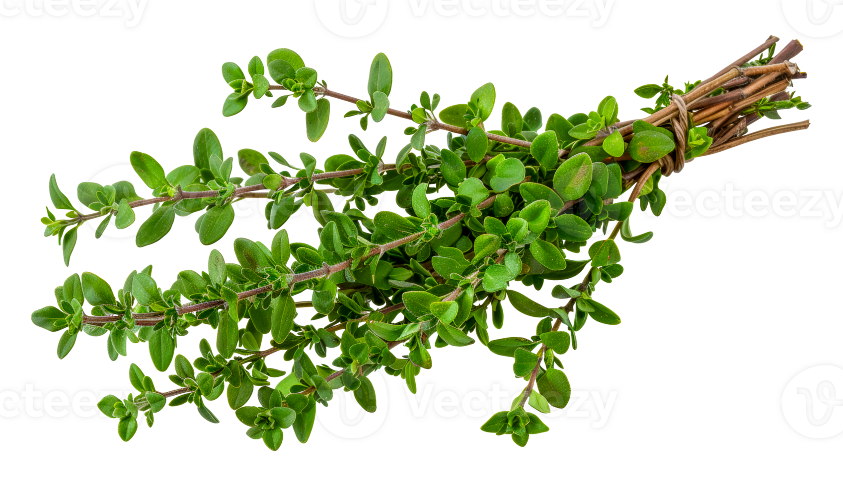Fresh green thyme sprigs, cut out - stock .. png